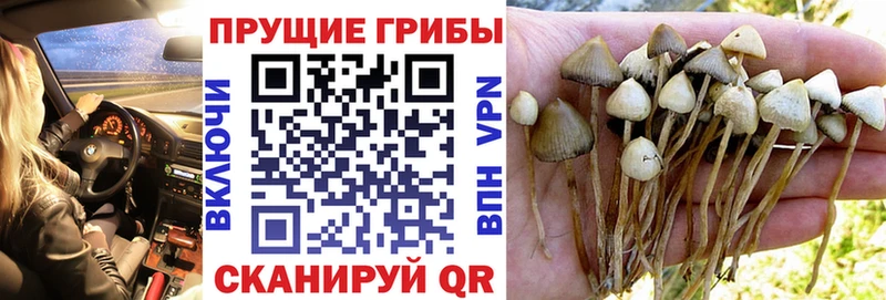 купить наркотики сайты  Кукмор  даркнет какой сайт  Галлюциногенные грибы Magic Shrooms 